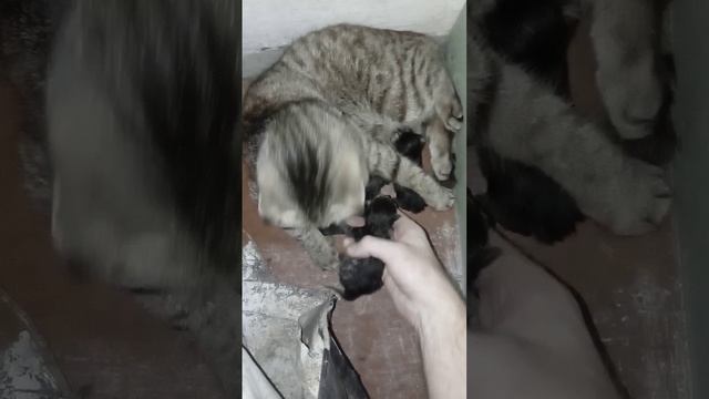 шотландская вислоухая кошка с котятами