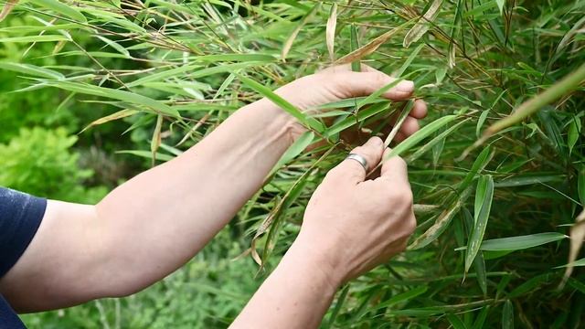 Bambus Fargesia - Wie man einen mobilen Sichtschutz pflanzt смотреть онлайн