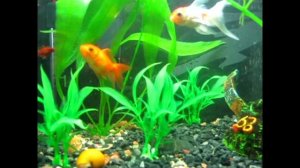 Золотая рыбка.  Золотая рыбка в аквариуме. Аквариумные рыбки