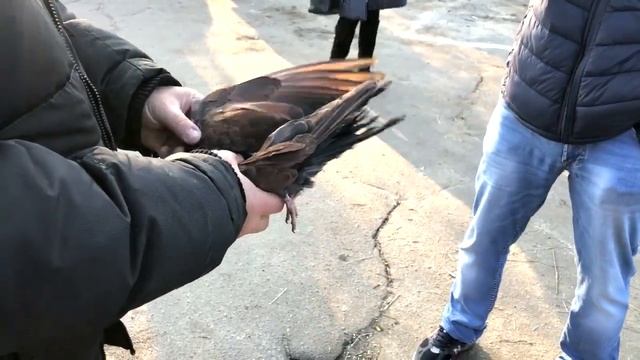 Ярмарка сельскохозяйственной птицы,голубей,кроликов 2-ЧАСТЬ 16 ОКТЯБРЯ 2021ГОДА в г.ОРЕЛ. смотреть онлайн