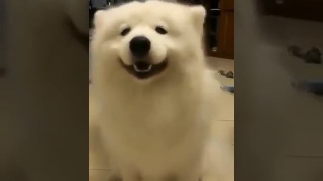 Крутая собака танцует ушами ))) Cool dog dancing ears