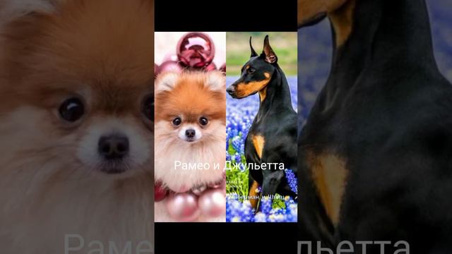 эдит доберман и щпиц смотреть онлайн