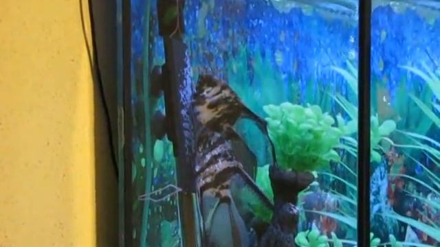 Нерест, скалярии откладывают икру(1 день) смотреть онлайн