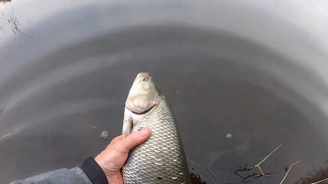 ЛОВЛЯ ЖЕРЕХА ВЕСНОЙ 2022 | ПРИМАНКИ на ЖЕРЕХА смотреть онлайн