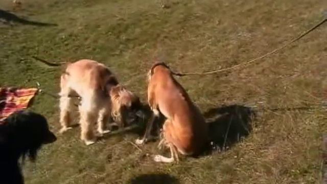 Amira Saluki i Emir Afghan Hound смотреть онлайн