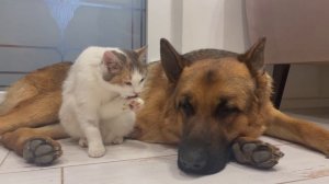 Овчарка и кошка