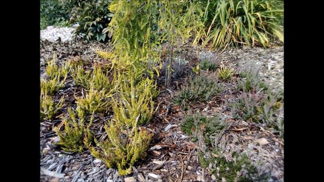 Odcinek #103 Wrzos pospolity (Calluna vulgaris) смотреть онлайн