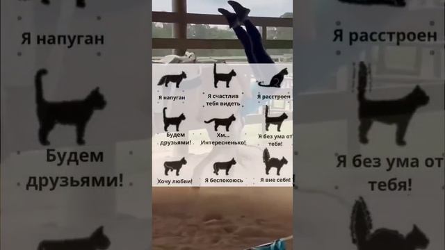 ?⬛О чем говорит кошачий  хвост?