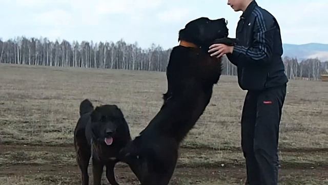 Среднеазиатские овчарки питомник "ТААЖЫДАР" (Башкирия). смотреть онлайн