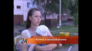 В Нижнекамске очевидцы спасли от гибели котенка, которого оставили в машине на солнцепеке