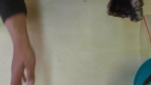 СОДЕРЖАНИЕ, РАЗВЕДЕНИЕ И ОБУСТРОЙКА ТЕРРАРИУМА ДЛЯ МОКРИЦ!