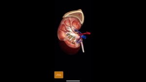Почки. Нефрон. МочеВыделительная система