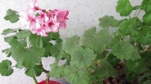 Можно ли герань пеларгонию подкармливать зимой