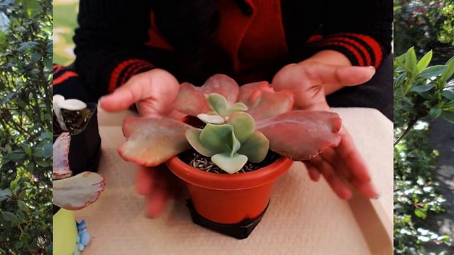 Hablemos de decapitación de suculentas смотреть онлайн