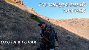 Горная охота! Трофей которого не ожидали... Видео от подписчика!