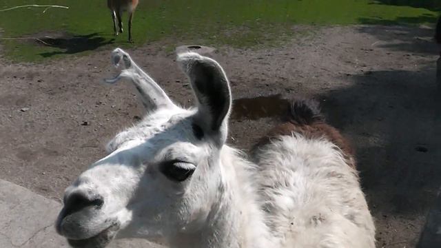 идём в зоопарк калининград часть первая смотреть онлайн