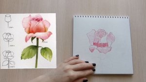Учимся рисовать вместе. Рисуем пошагово Розу. Быстрый скетч. Акварельные карандаши