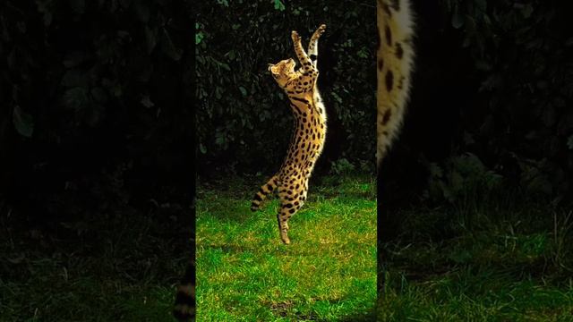 Serval used Bounce? A real life Pokémon! #pokémon #PokemonCommunity #WorldServalDay @pokemon