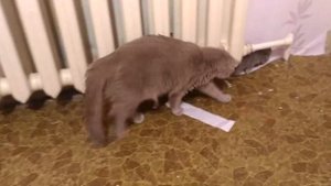 Ксюша с котятами кошка следит за котенком кошка и котята