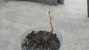 Саженец винограда. Год за два.