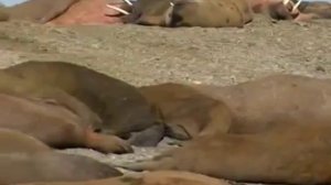 Мир моржей в природе Севера