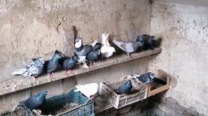 новые голуби. ярморка. голубята #голуби #голубятня