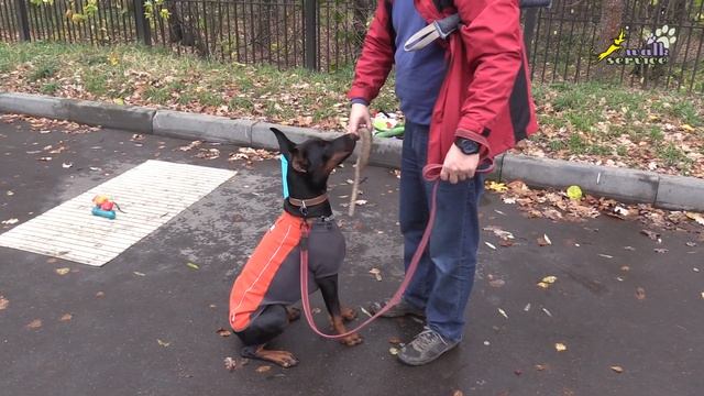 Апортировка, обучение взятию второй игрушки, ризен и доберман смотреть онлайн