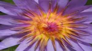 Вальс цветов.