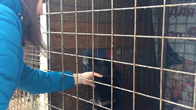 СОП "ПЛАМЯ" Приют "ПРАВО НА ЖИЗНЬ" Помощь животным. Воронеж ￼ смотреть онлайн