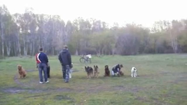 Дрессировка собак в Барнауле. Групповые занятия 2. тел.: 25-06-38