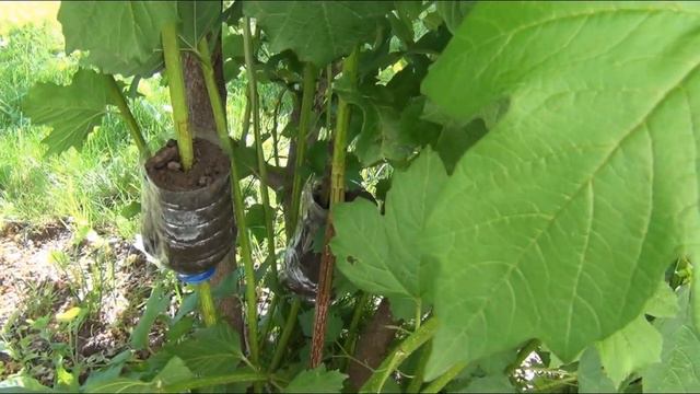 Цветы во дворе 01 07 2022 г смотреть онлайн