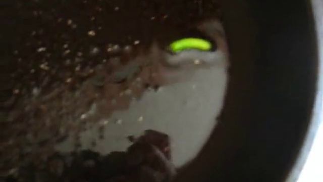 экзотическое БЛЮДО :)) смотреть онлайн