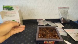 Крымская сосна часть 2