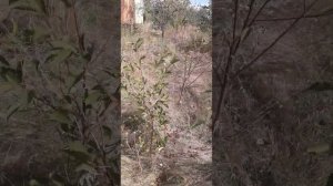 Заброшенный участок земли которым 10 лет никто не занимался!