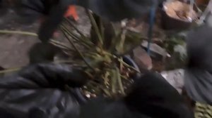 homalomena black emerald, kemoyang hitam