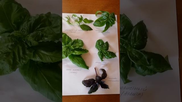 Обзор сортов базилика, выращенных на установке Аэро-Флора смотреть онлайн
