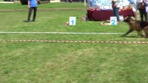 2 SG ЮСС Баларис ИНВЕРСИЯ (Варгас из Белого Яра – Баларис Универс) хендлер в синем