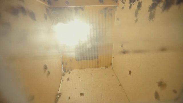 СТЕНА СТРАХА / БЛОГЕРЫ VS ИНСЕКТОФОБИЯ | EMR Сезон 1 #3 смотреть онлайн