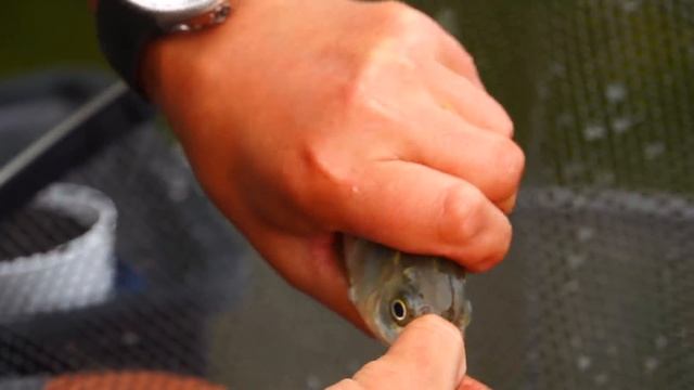 "Дикий карп - Запорожье" \ "По простому о сложном" - 33 серия 2 часть. смотреть онлайн