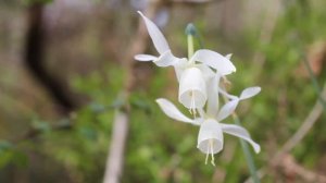 Музыка для лечения сердца и нервной системы! Нежная музыка для души и жизни - Музыка Сергей Чекалин