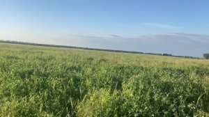 Что на поле с седератами? Второй рапсовый эксперимент.