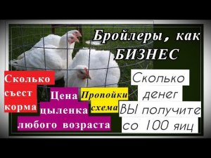 БИЗНЕС НА БРОЙЛЕРАХ. Схема пропоек. Как рассчитать цену цыпленка?
