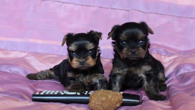 MVI 6153 йорка щенки 1 мес солнышко алекси смотреть онлайн