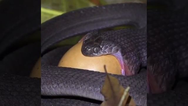 ?Африканский яйцеед смотреть онлайн