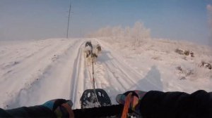 Якутские лайки во всю бегают по снегу