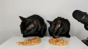 Cats Eating Egg Yolk & Wet food ASMR