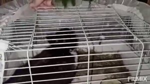 Вяленая трава для кроликов