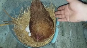 КУРИЦА НАСЕДКА ?? КАК ОПРЕДЕЛИТЬ?? КАК ВЫЧИСЛИТЬ??