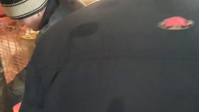 🐷Зеля 🐷Байден и 🐷БОрис уехали на откорм ✅Отходы со столовок🔥для откорма моих поросят смотреть онлайн