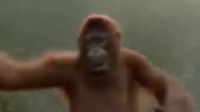 Смешная обезьянка.Вот и заканчивается год обезьяны.😀😂😄😃😅